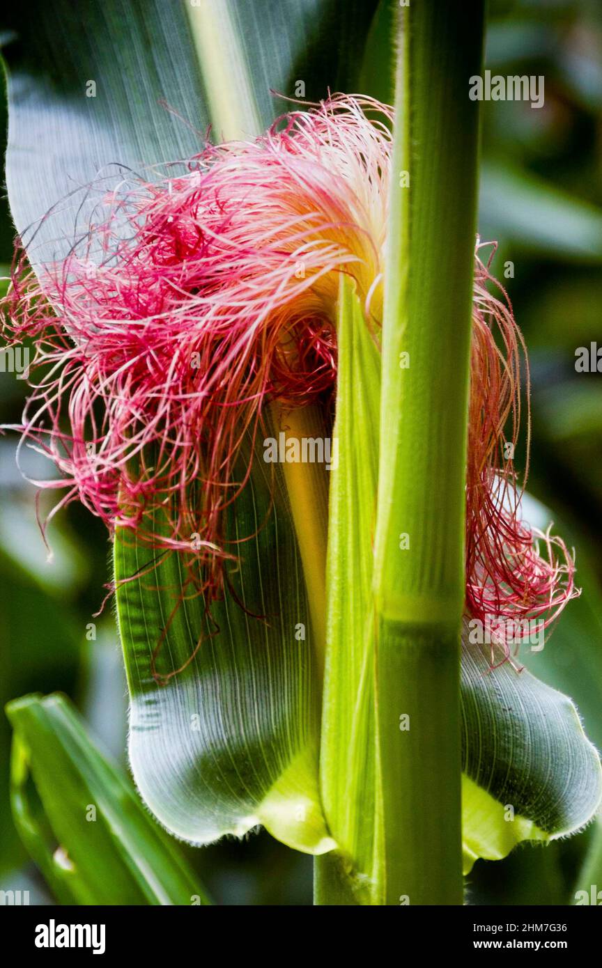 La fleur mâle de la plante de maïs est connue sous le nom de pompon de maïs. Banque D'Images