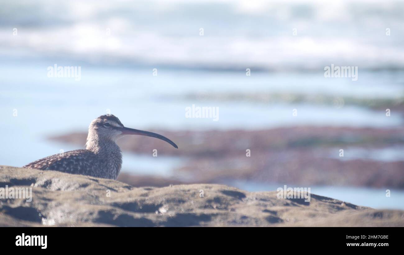 Chasse aux oiseaux de Whimrel dans la piscine à marée, oiseau de rivage à Courlis à la recherche de nourriture dans tidepool, plage de la Jolla, faune de la côte océanique de Californie, États-Unis. Bec long, mince et courbé, animal rare, roche par l'eau. Banque D'Images