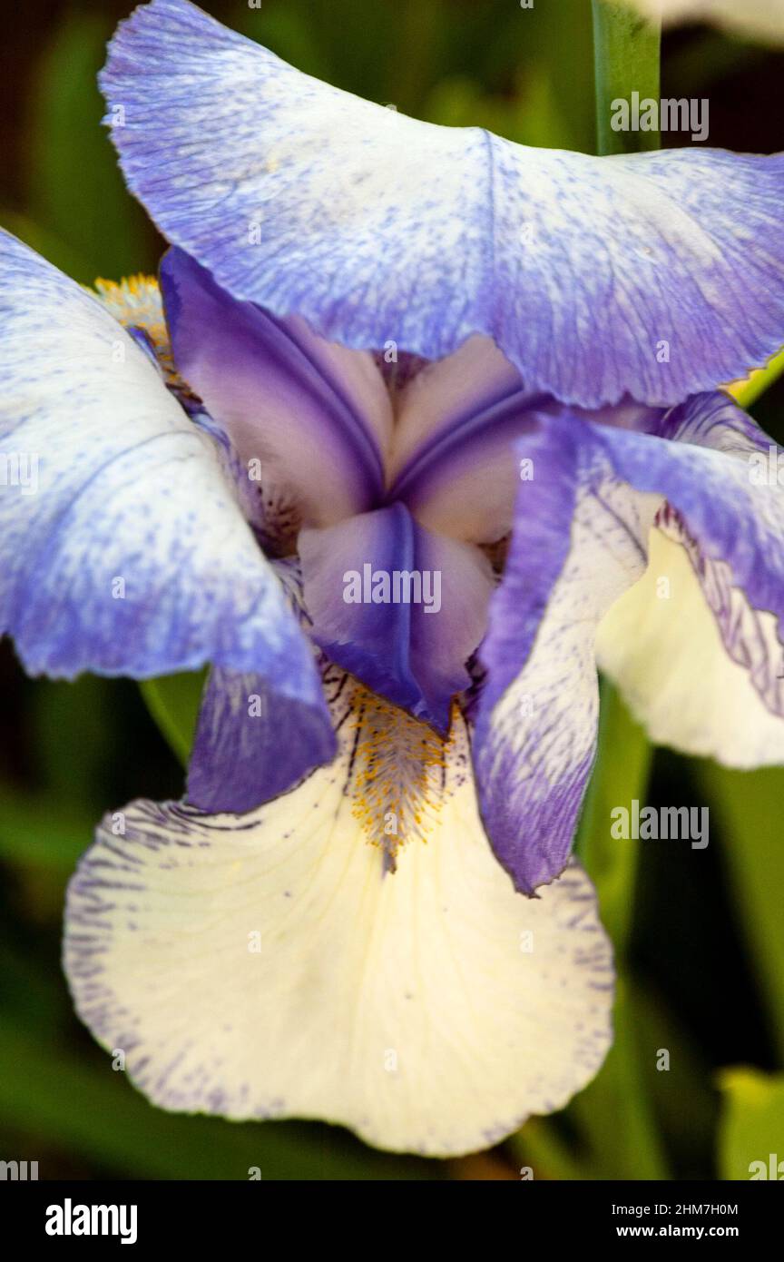 Iris barbu rare Treat a des feuilles volantes avec des coutures bleuâtre-violet sur les bords. Banque D'Images