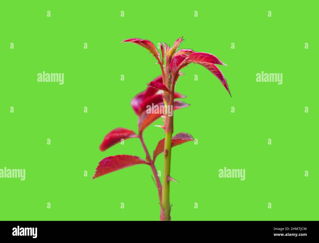 Jeunes pousses de roseraies sur fond vert Banque D'Images