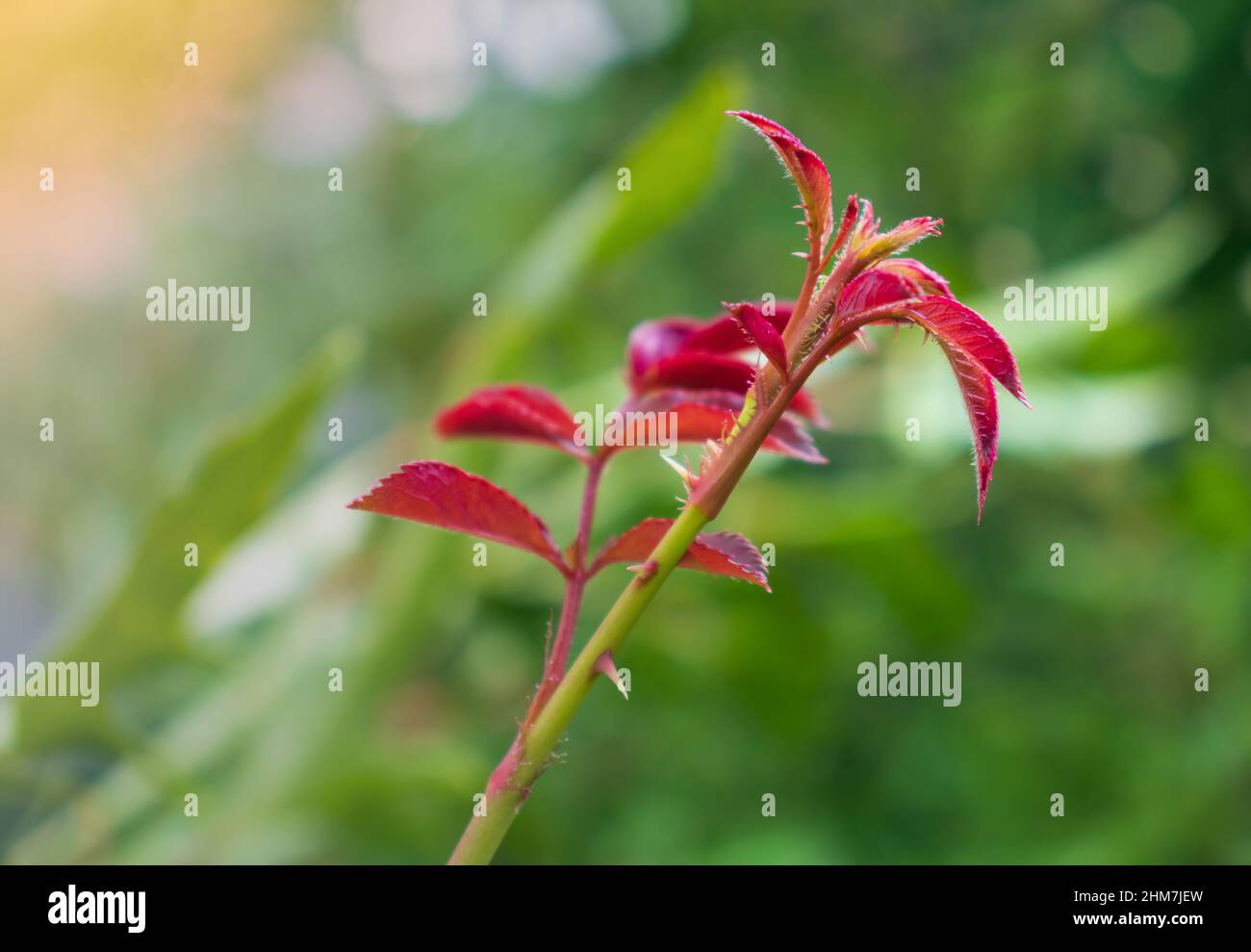 Jeunes pousses de roseraies Banque D'Images