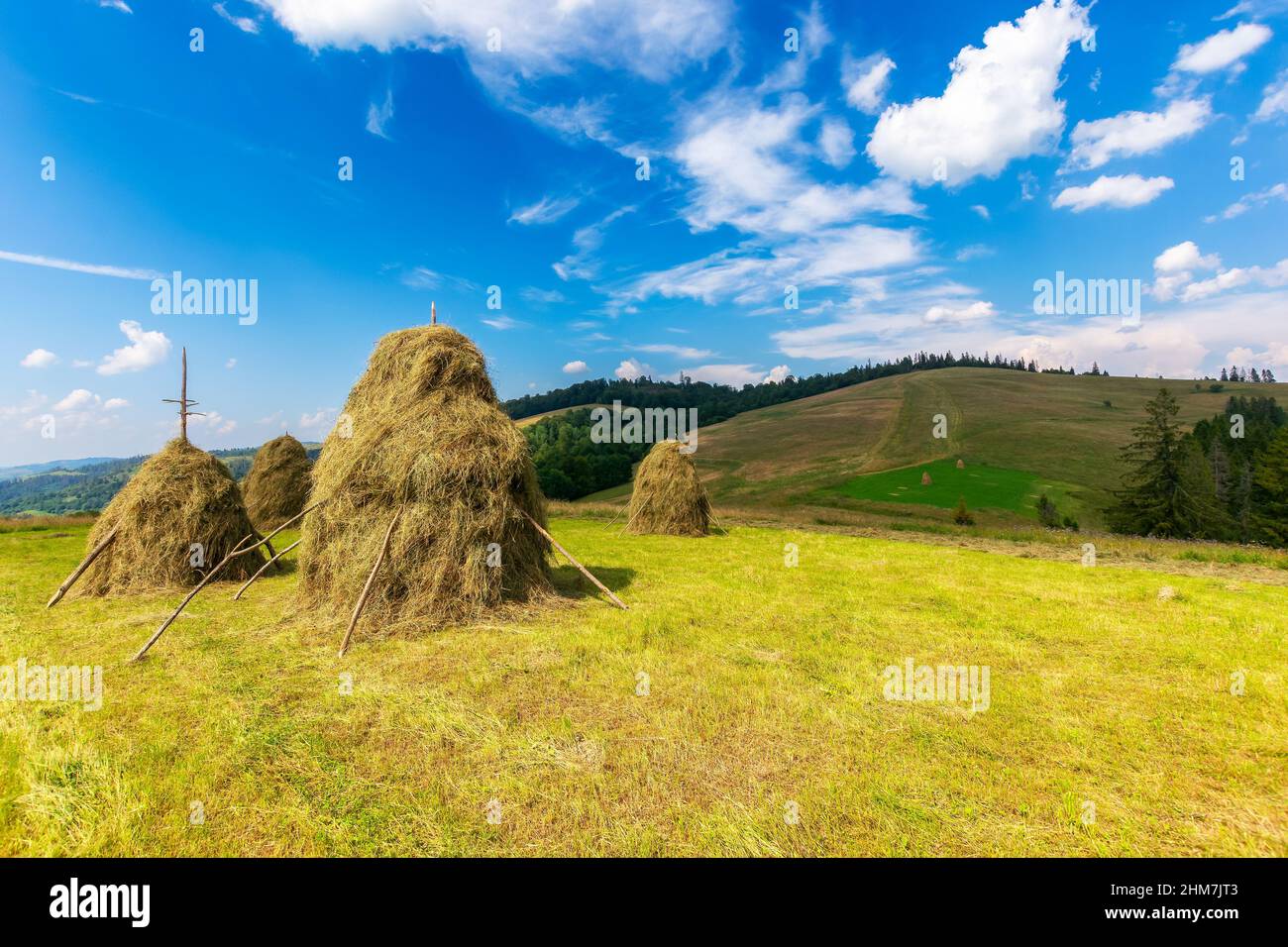des montagnes de carpates sur le terrain herbacé sur la colline. magnifique paysage rural dans les montagnes de carpates par une journée ensoleillée d'été. nuages moelleux sur le ciel bleu en e Banque D'Images
