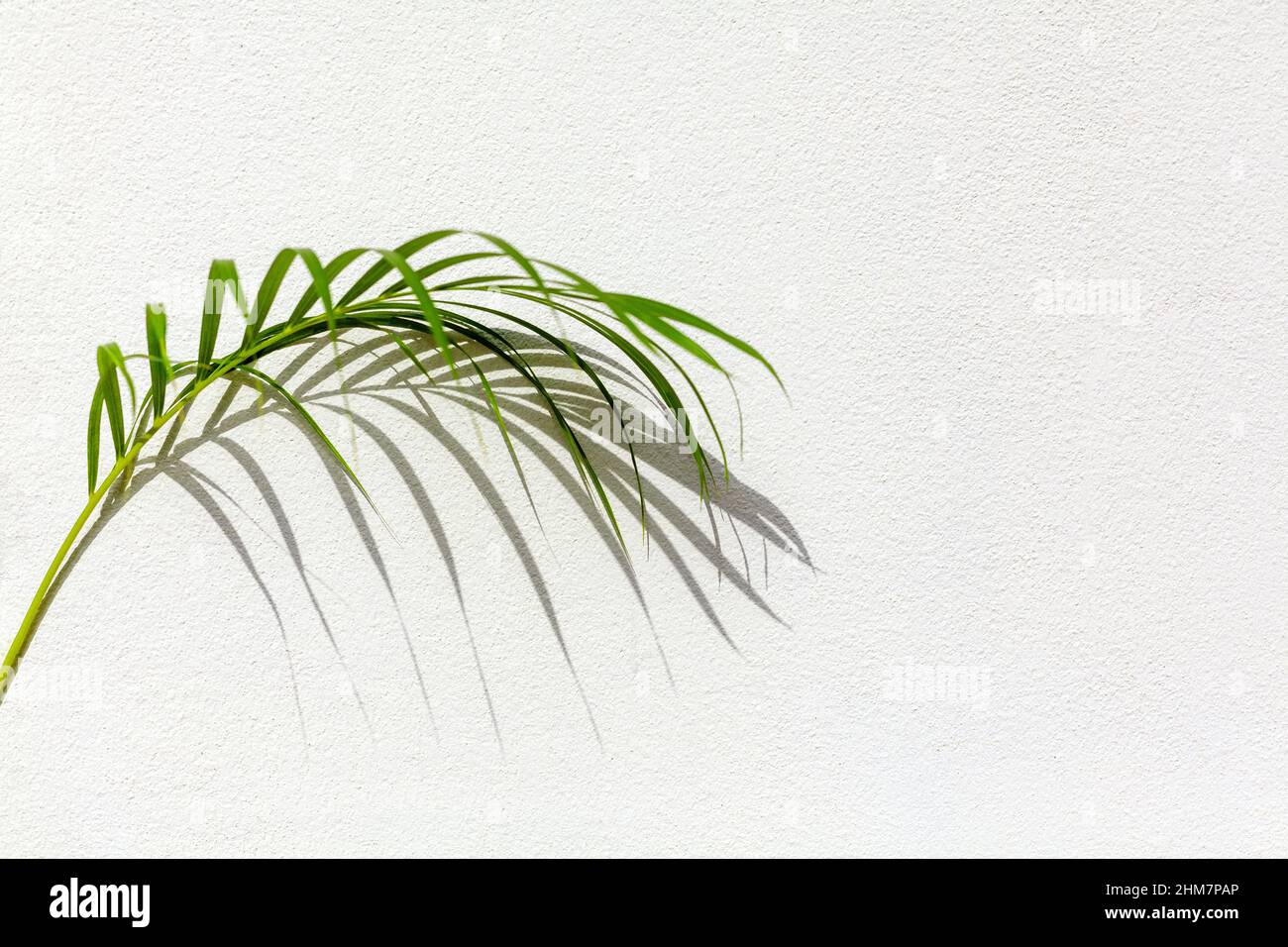 Vert palmier feuille ombre blanc texture mur, feuilles tropicales lumière du soleil réflexion fond, branche de plante ombre toile de fond, cadre nature d'été Banque D'Images