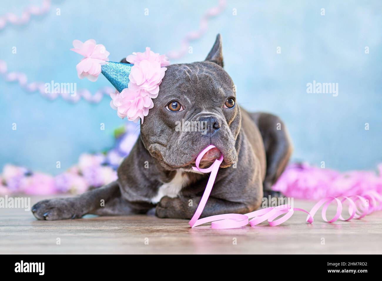 Drôle de Bulldog français avec partie d'anniversaire chapeau et papier banderole dans la bouche couché en face de fond bleu flou Banque D'Images Drôle de Bulldog français avec partie d'anniversaire chapeau et papier banderole dans la bouche couché en face de fond bleu flou Banque D'Images