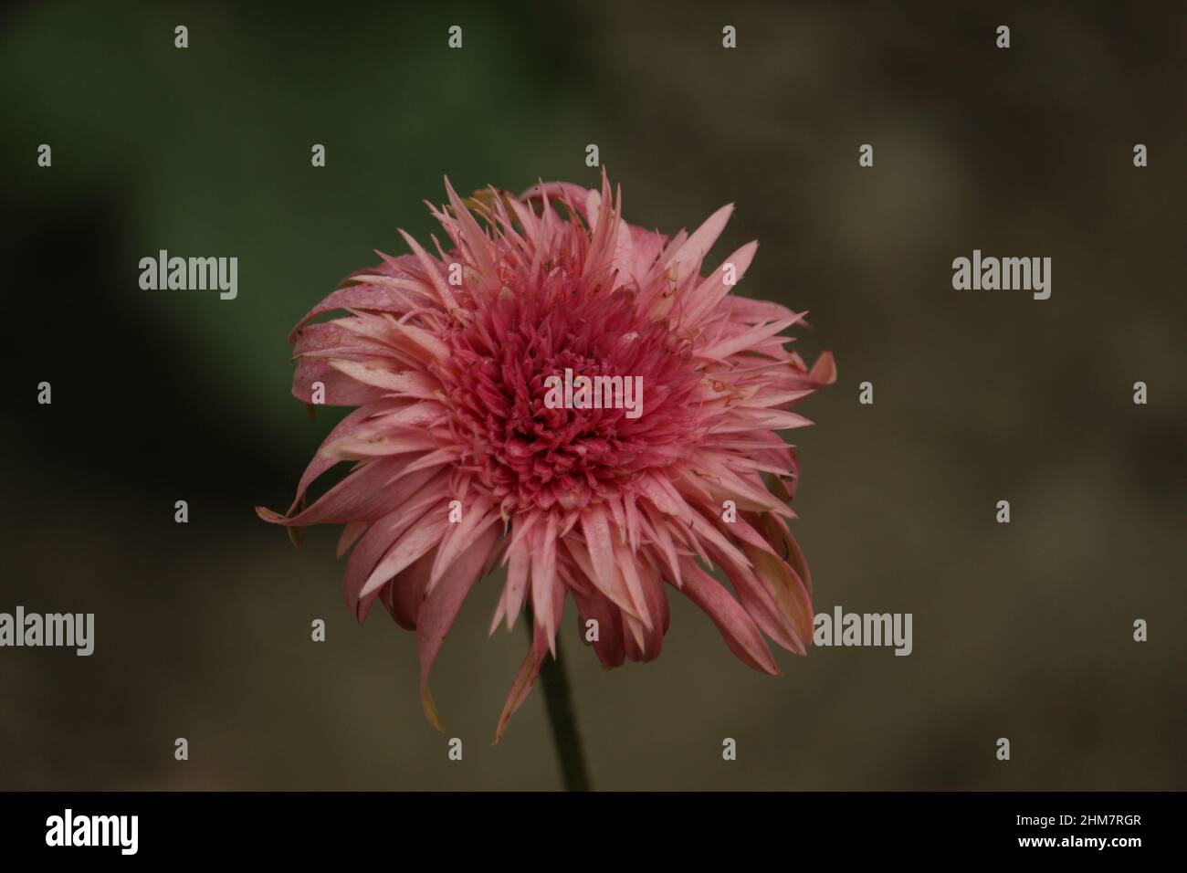 Dahlia est un genre de bushy, tubéreux, Un membre de la famille Compositae de plantes dicotylédones, ses parents de jardin comprennent donc le tournesol. Banque D'Images