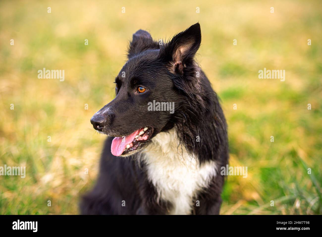 Happy Border Collie chien sans laisse dehors dans la nature dans beau lever de soleil. Happy Dog à côté dans le parc de la ville. Banque D'Images
