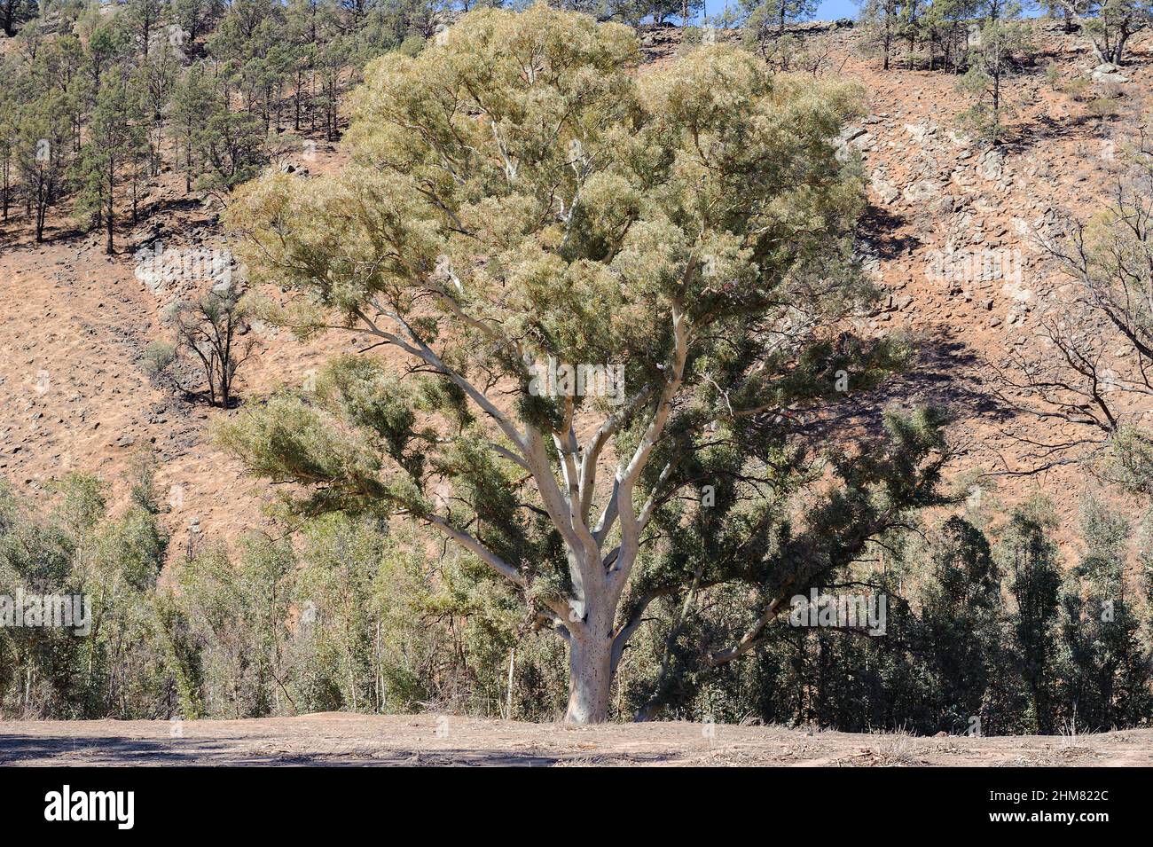 Grande gomme rouge de rivière sur le flanc d'une colline, près de Wilpena Pound, chaîne des Flinders d'Ikara, Australie méridionale Banque D'Images