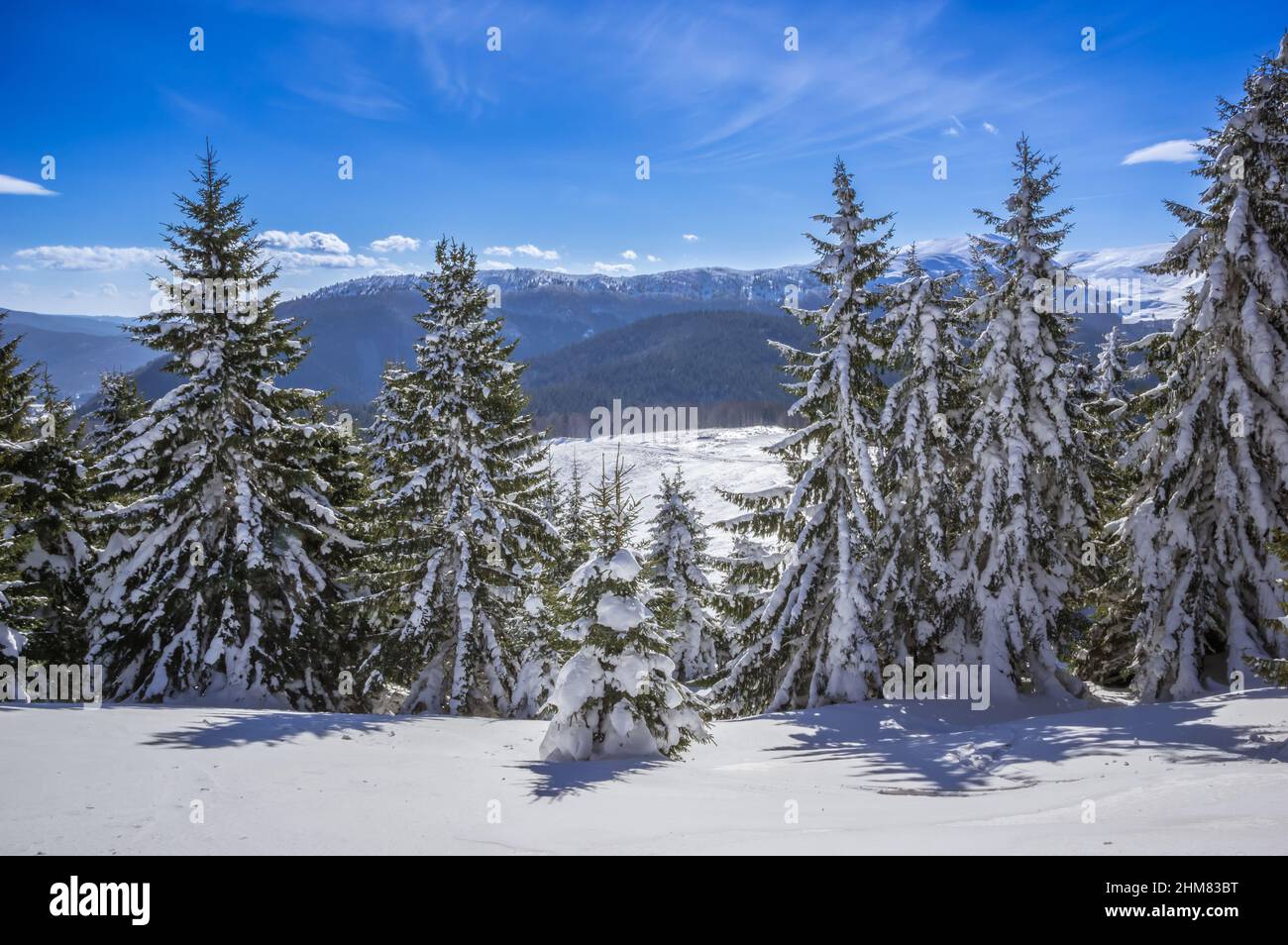 Ciucas en hiver, les Carpates roumains. Sapins et genévriers pleins de neige gelée. Banque D'Images