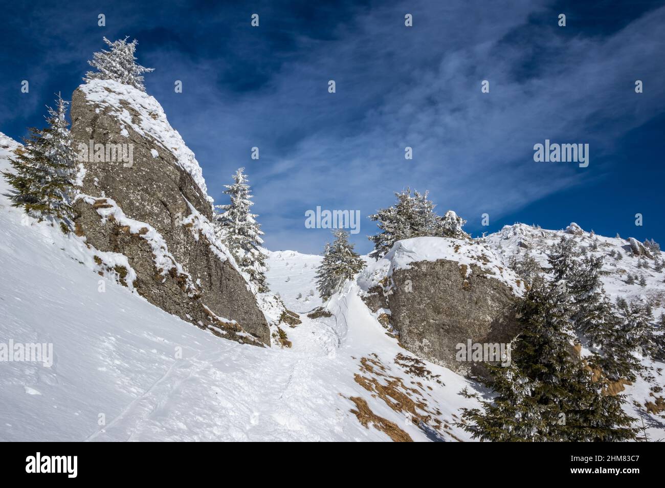 Ciucas en hiver, les Carpates roumains. Sapins et genévriers pleins de neige gelée. Banque D'Images