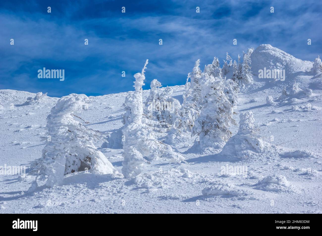 Ciucas en hiver, les Carpates roumains. Sapins et genévriers pleins de neige gelée. Banque D'Images