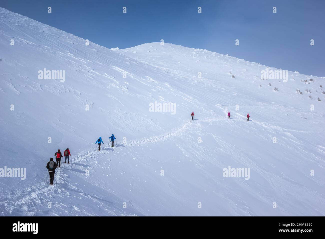 Ciucas en hiver, les Carpates roumains. Sapins et genévriers pleins de neige gelée. Il y a des randonneurs dans l'image. Banque D'Images