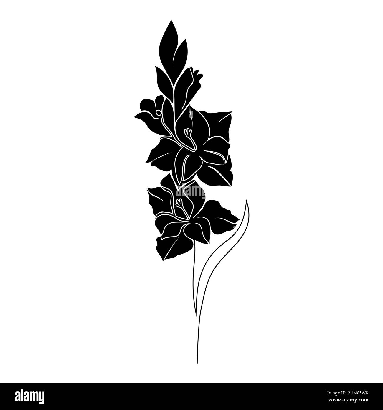 Gladiolus fleur sur blanc Illustration de Vecteur