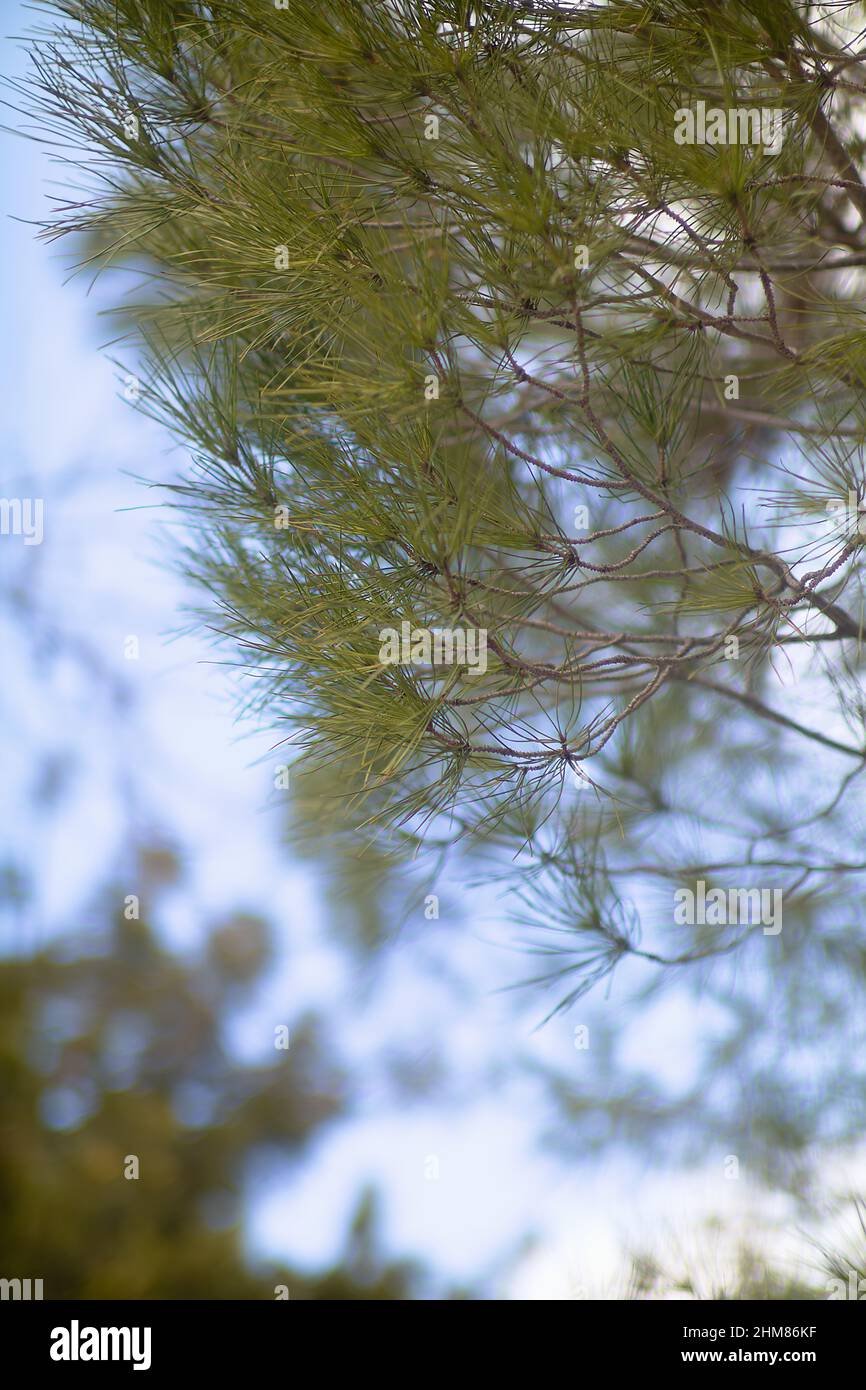 Les feuilles des arbres de pin Banque D'Images