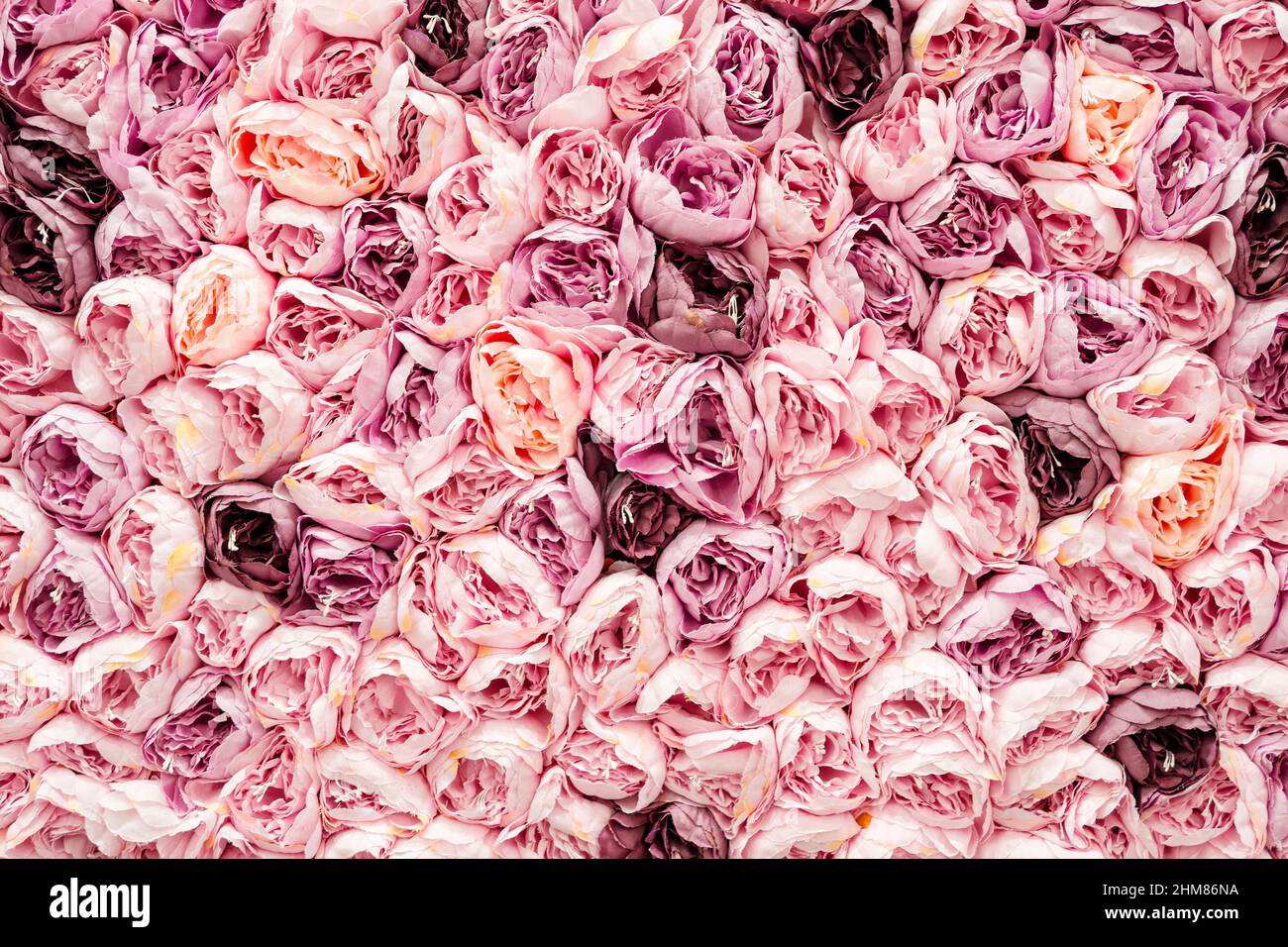 Motif floral comme décoration d'intérieur avec beaucoup de fleurs roses sur un mur Banque D'Images