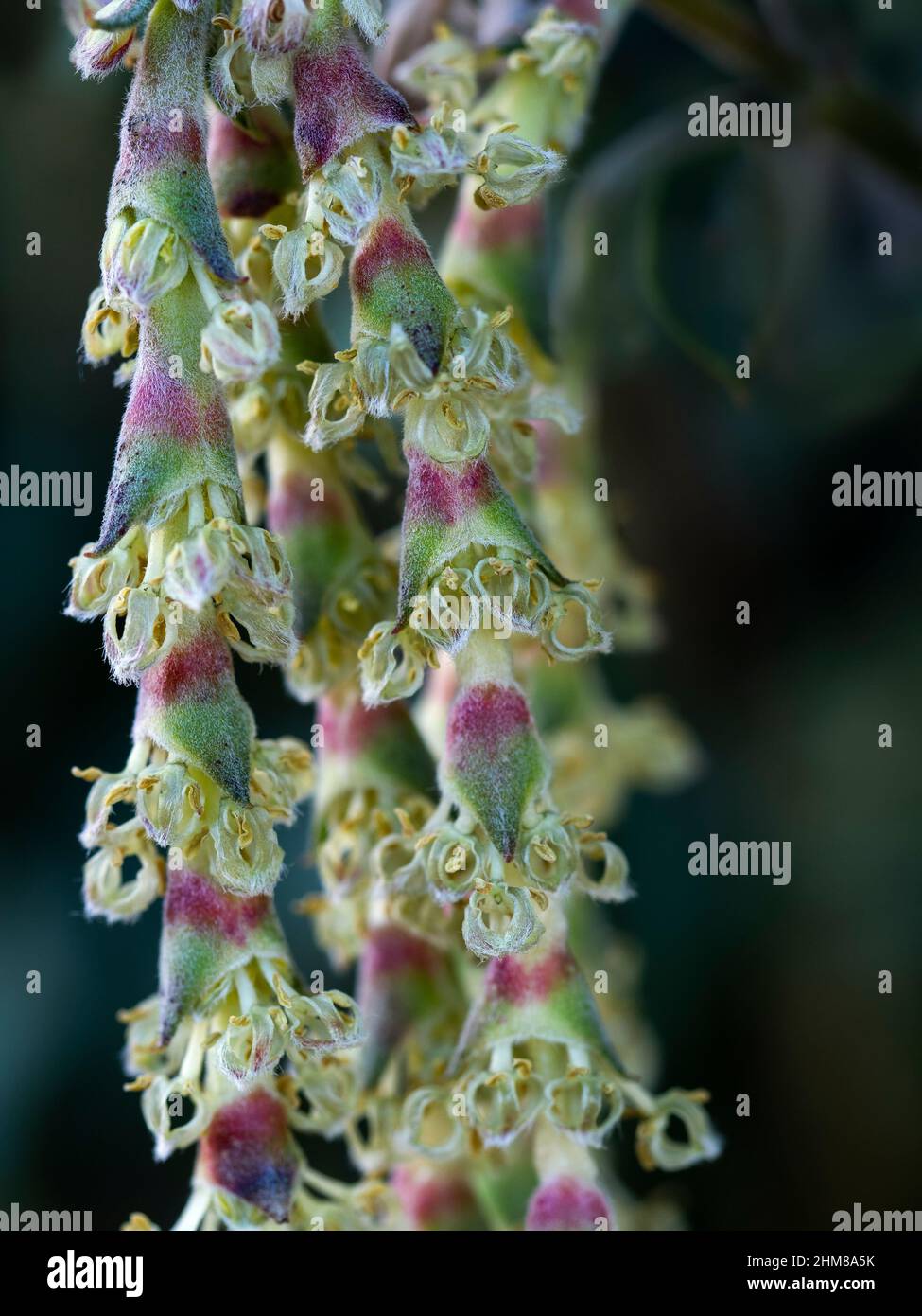 Garrya elliptica début février Banque D'Images