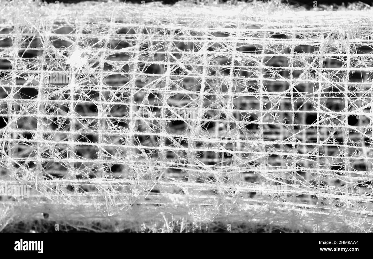 L'éponge en verre extrait l'acide silicique de l'eau de mer et tourne un réseau délicat de fibres épiculaires siliceuses pour construire un cadre de support délicat. Banque D'Images