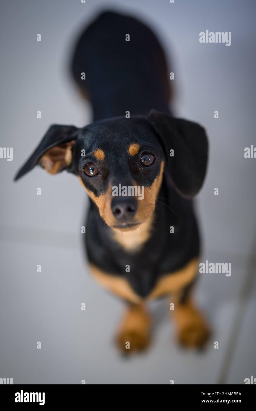 Portrait d'une femme noir et marron Dachshund regardant directement dans l'appareil photo. Banque D'Images