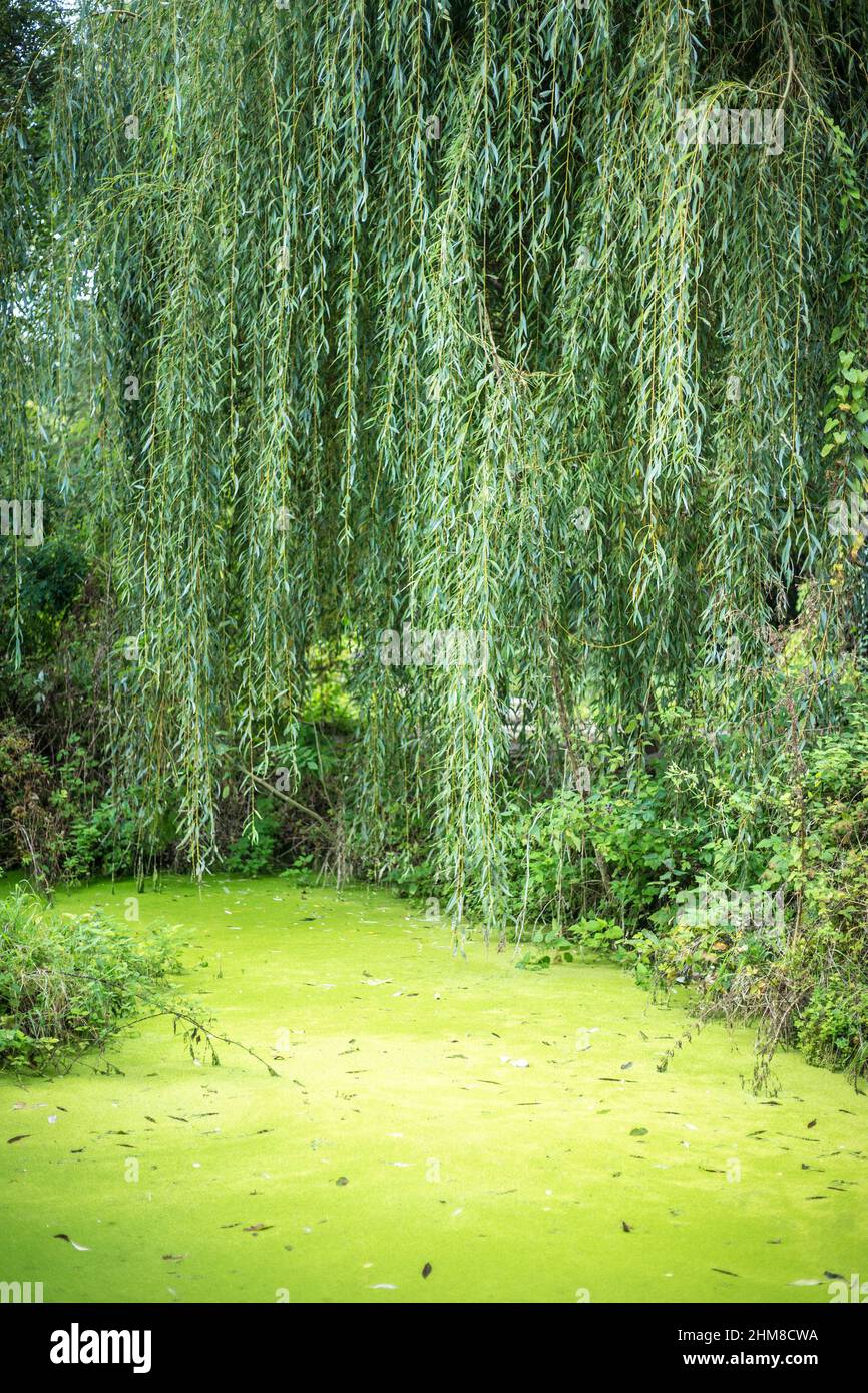 Lac vert, marais au milieu de la forêt. Banque D'Images