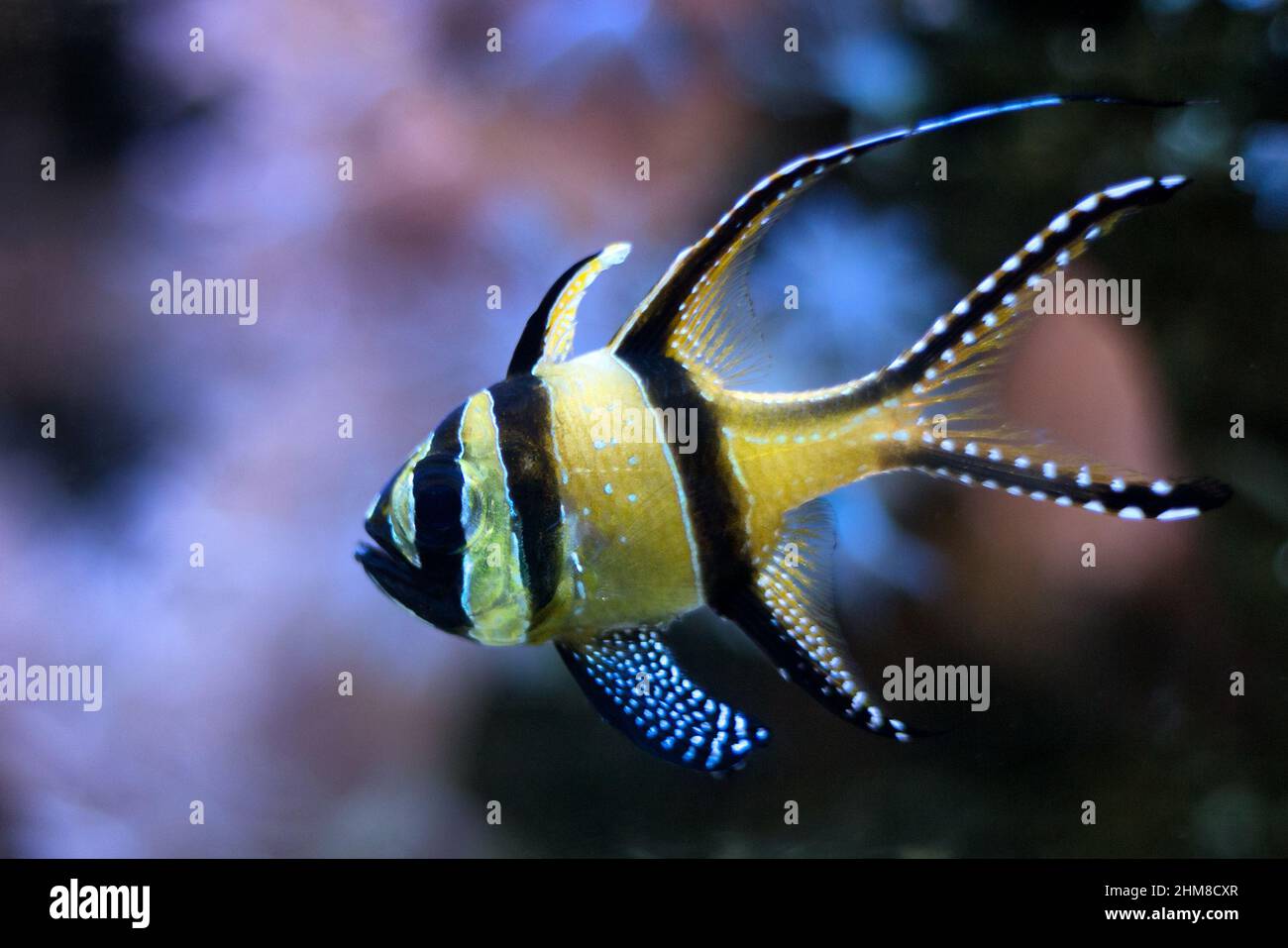 Le cardinalfish Banggai (Pterapogon kauderni), un petit poisson tropical. Banque D'Images