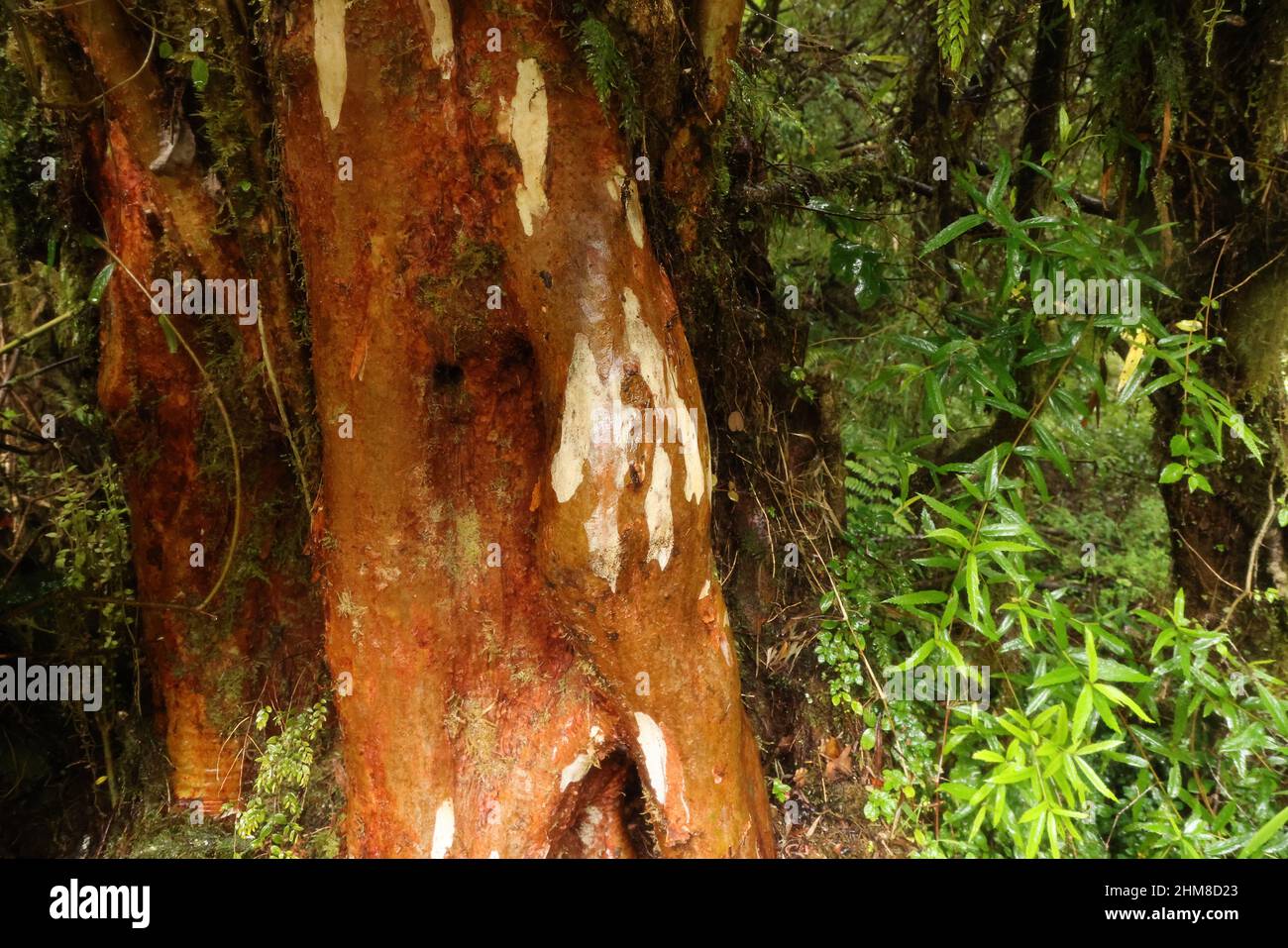 Alerce Andino National Park Banque De Photographies Et D images Haute alerce-andino-national-park-banque-de-photographies-et-d-images-haute