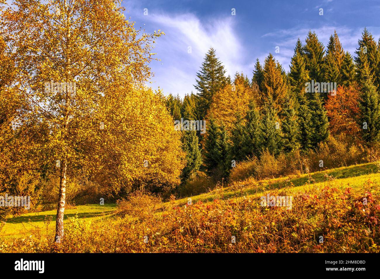 Arrière-plan des arbres au bord d'une forêt aux couleurs de l'automne. Banque D'Images