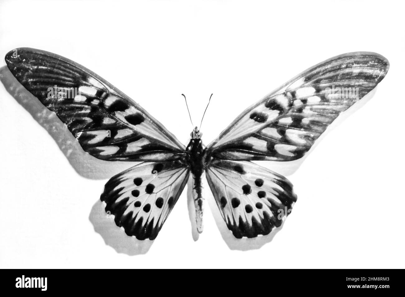 Photo papillon Papilio antimachus, insectes, animaux, Banque D'Images
