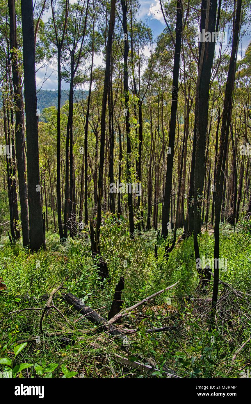 La forêt d'eucalyptus se régénère, un an après un incendie de forêt dévastateur dans la chaîne Yarra Ranges, près de Warburton, Victoria, Australie Banque D'Images