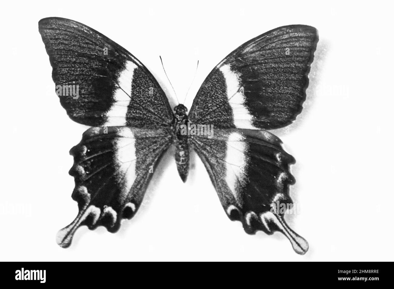 Photo papillon émeraude Swallowtail, Papilio Palimurus Banque D'Images