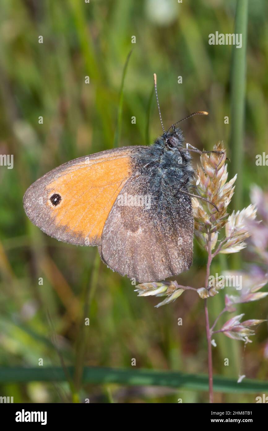 Kleiner Heufalter, Kleines Wiesenvögelchen, Wiesen-Vögelchen, Coenonympha pamphilus, petite lande, Le Fadet commun, le Procris Banque D'Images