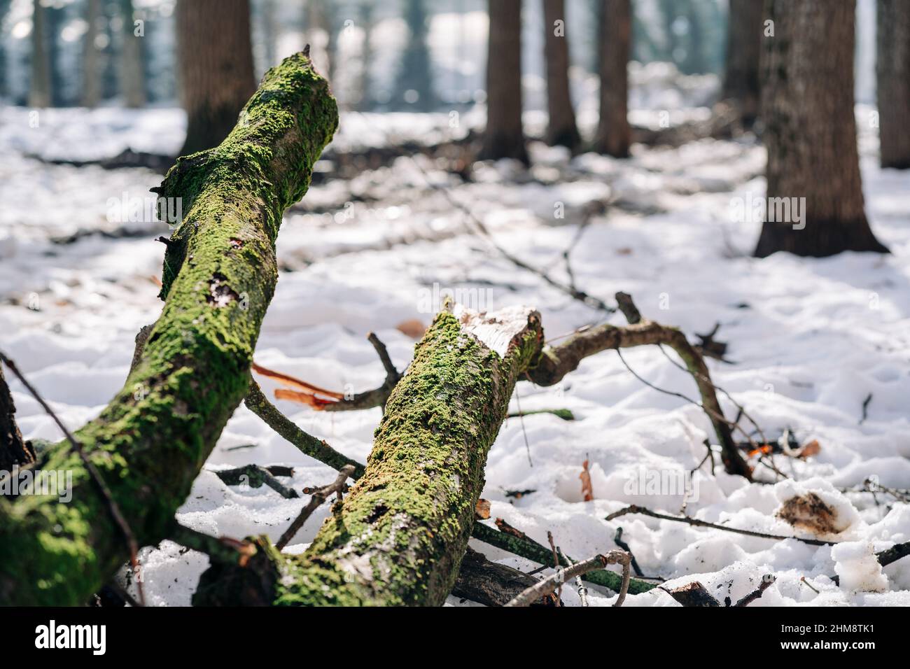 Vieux arbre mossy tombé dans une forêt. Tronc d'arbre brisé après un orage dans le parc. Banque D'Images