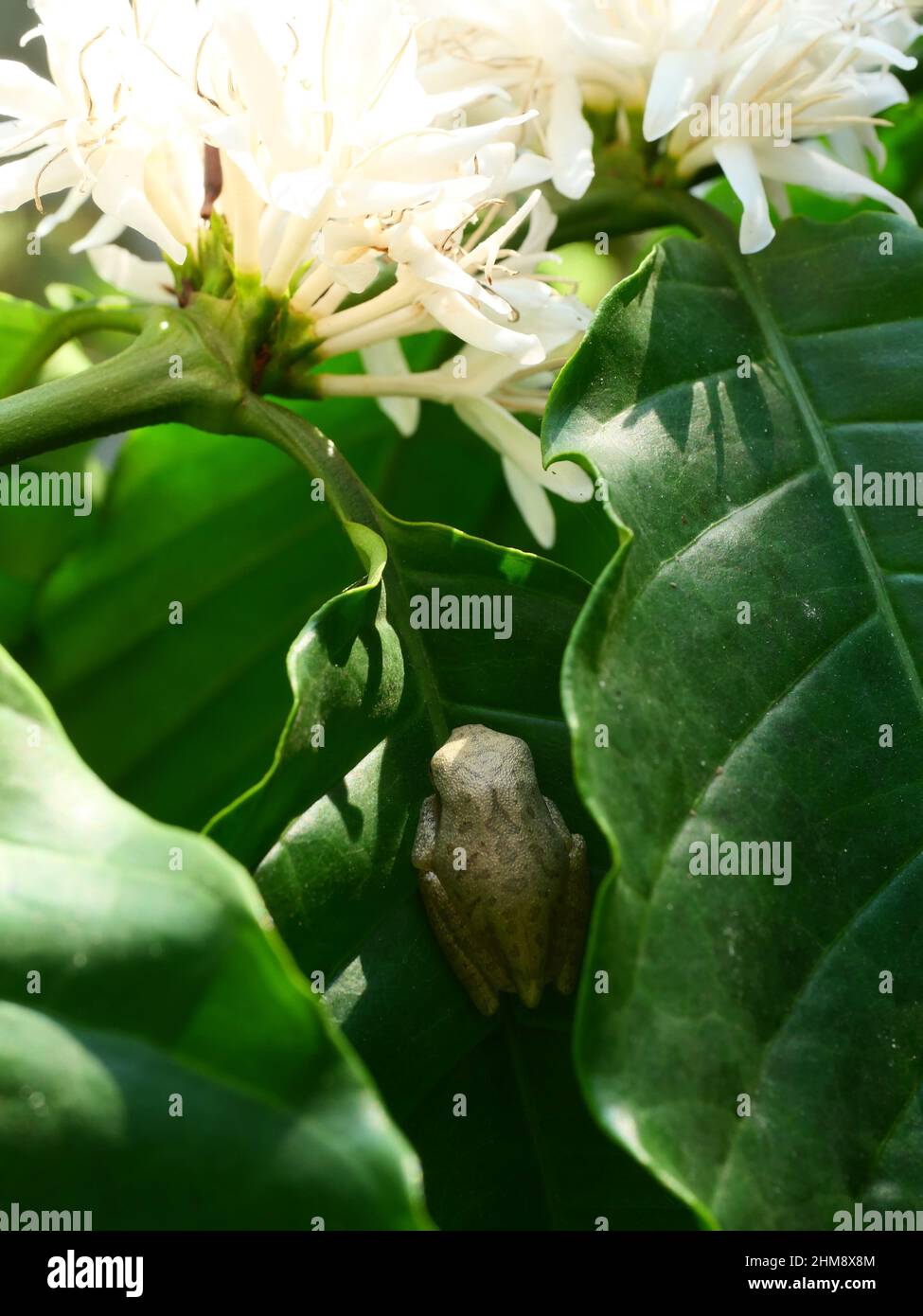 Grenouille d'arbre commune se cachant sur la feuille verte de la plante de café, les amphibiens dans la forêt naturelle et les plantations en Thaïlande Banque D'Images