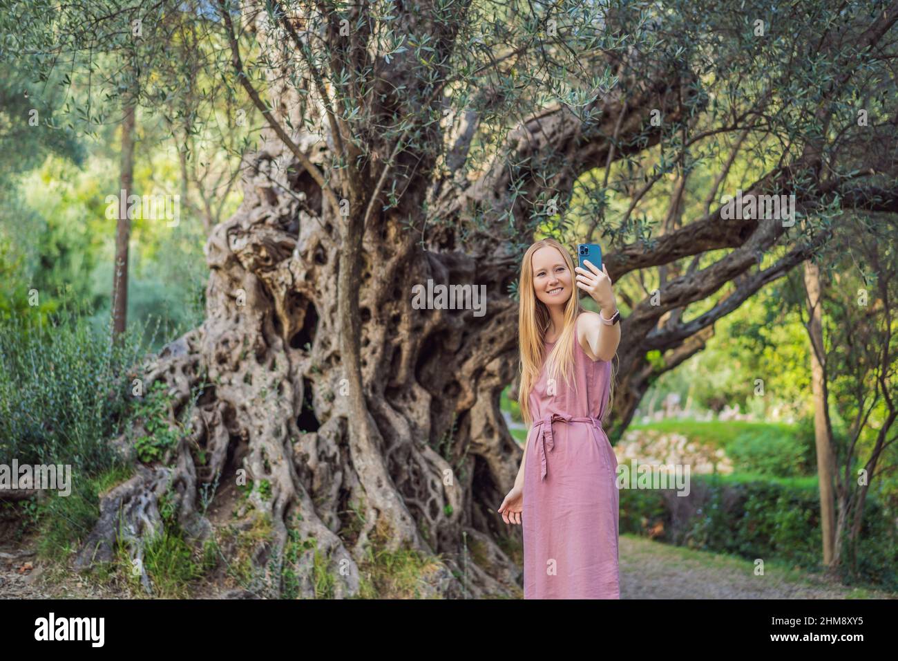 Femme touriste regardant l'olivier de 2000 ans: Stara Maslina à Budva, Monténégro. Il est considéré comme le plus vieux arbre d'Europe et est un touriste Banque D'Images