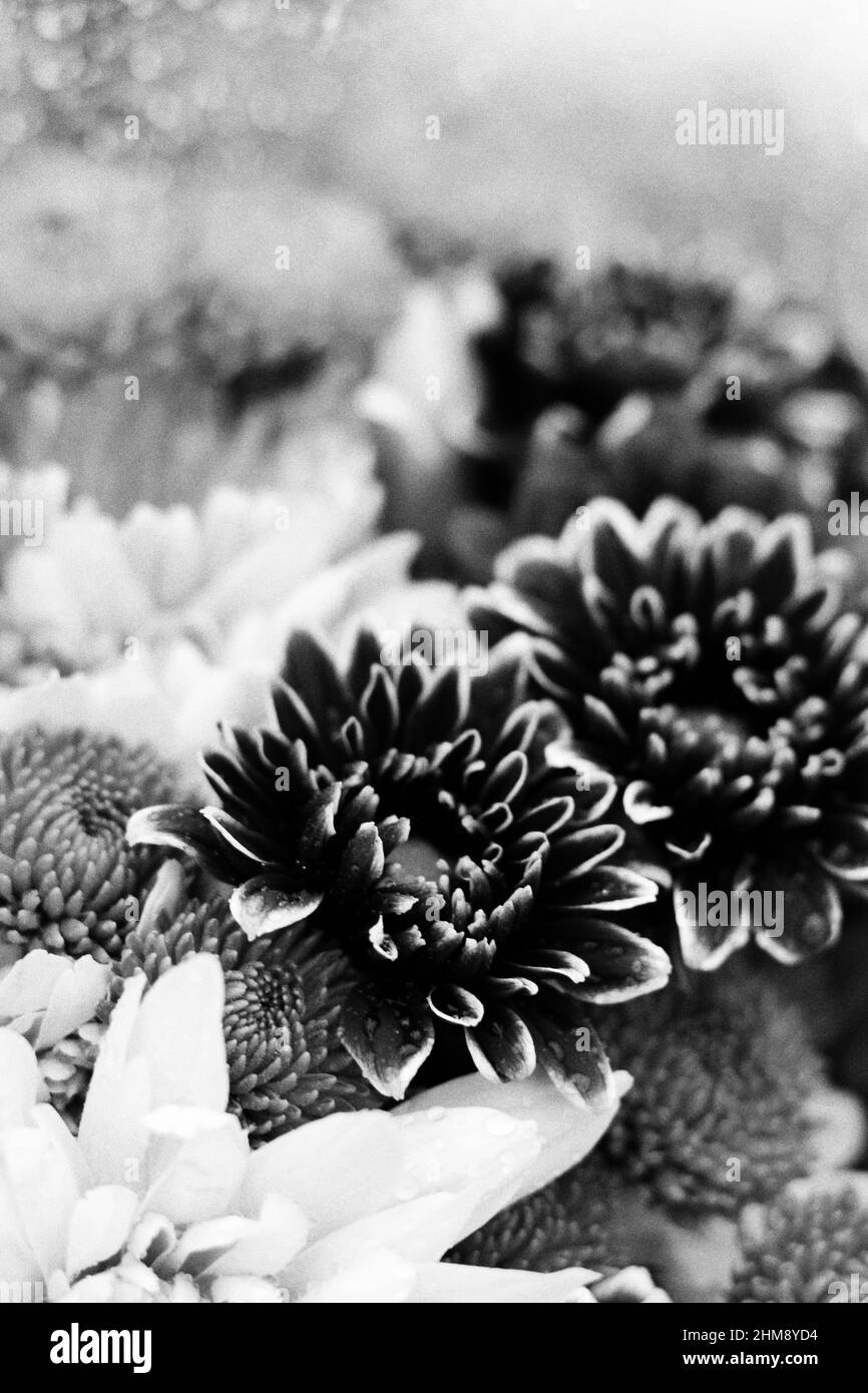 Beau bouquet de fleurs fraîches en pleine fleur comme cadeau pour quelqu'un de spécial. Banque D'Images