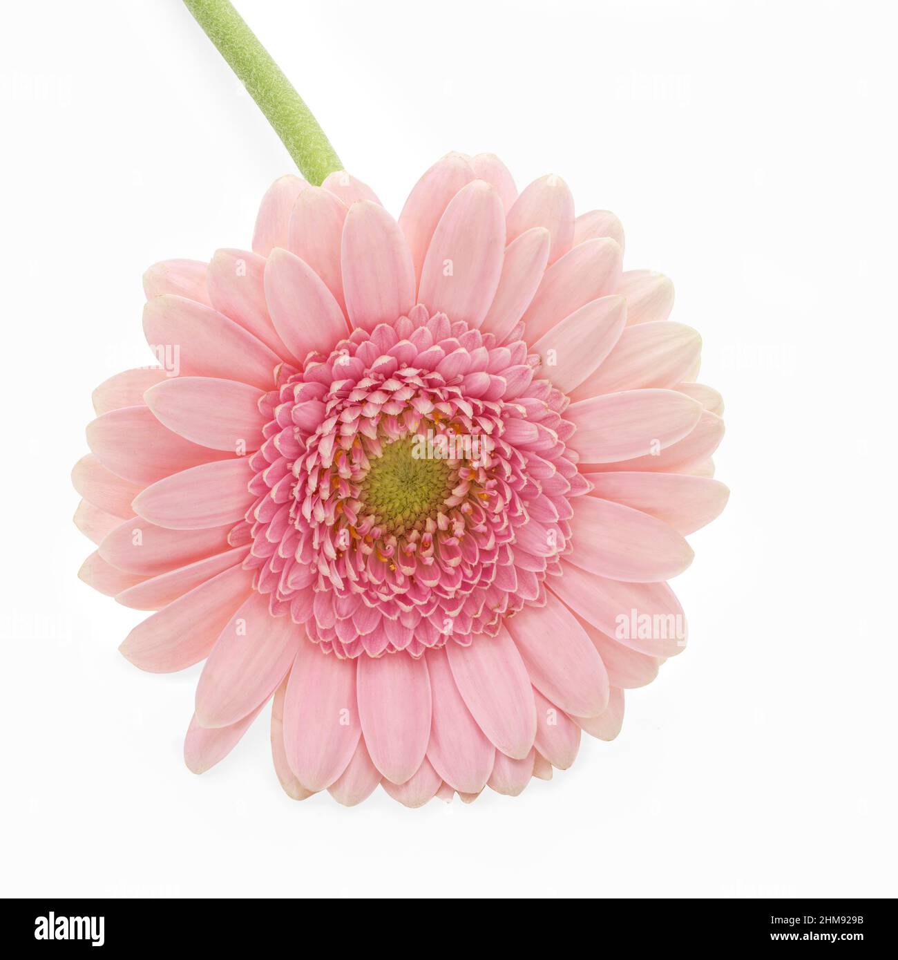 Rose Gerbera fleur de type Marguerite sur fond blanc Banque D'Images