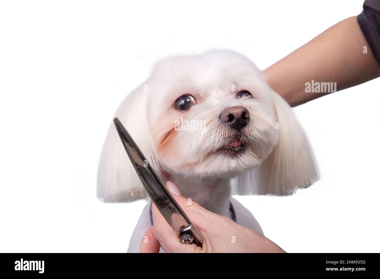 Le groomer professionnel prend soin du lapdog maltais dans le salon de beauté des animaux. Un professionnel de soins de beauté coupe les cheveux sur les oreilles de chien blanc décoratif en gros plan Banque D'Images
