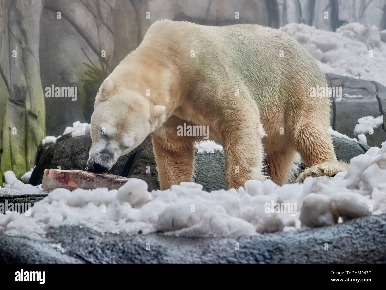 Hambourg, Allemagne. 08th févr. 2022. La vue à travers la partition à  fogged montre l'ours polaire Victoria léchant un bloc de glace avec des  poissons congelés dans la neige spécialement entassée dans