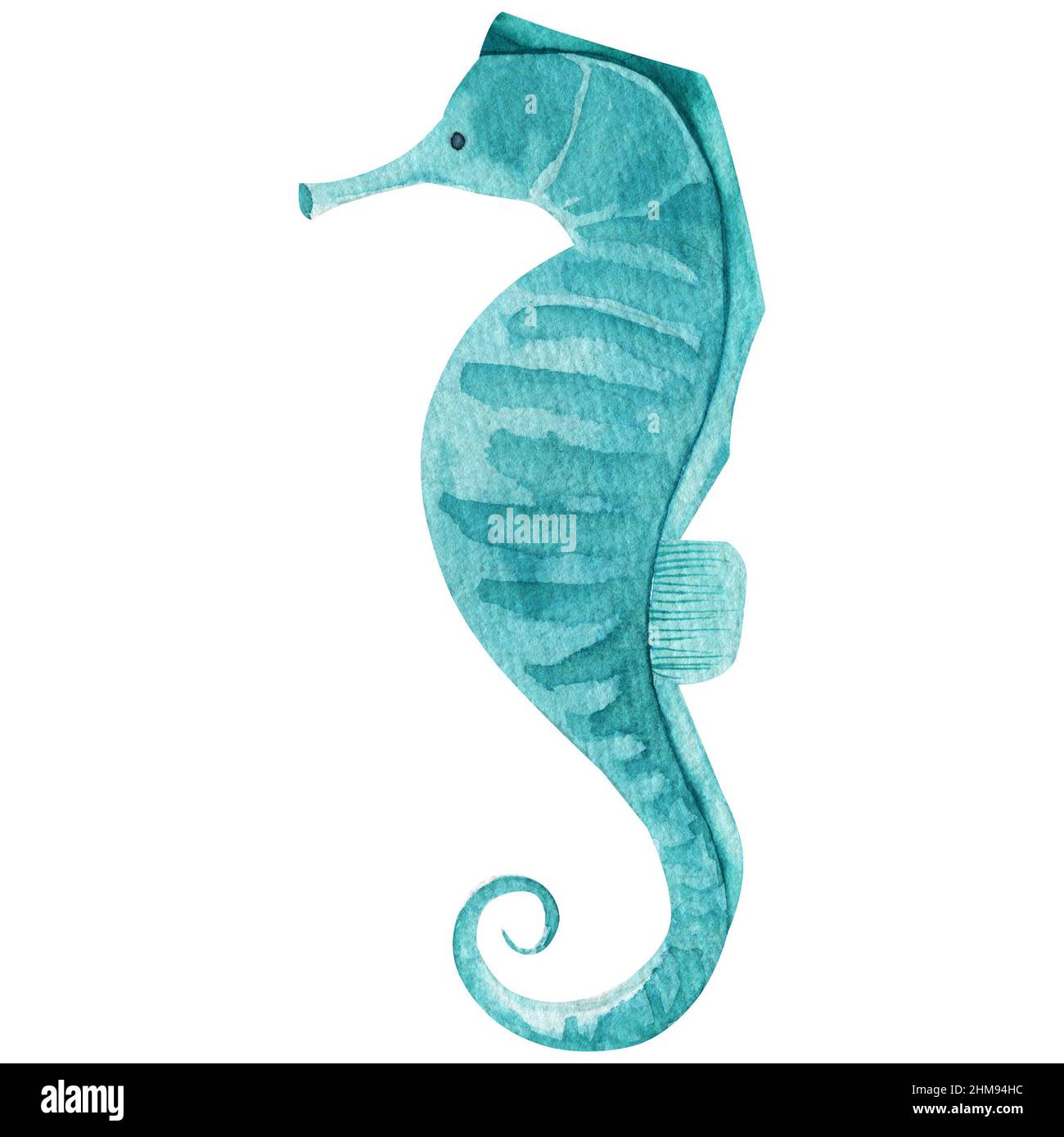Hippocampe aquarelle sur fond blanc, image de la vie marine, peinture de créature océanique, vie sous-marine dessinée à la main, illustration du cheval de mer Banque D'Images
