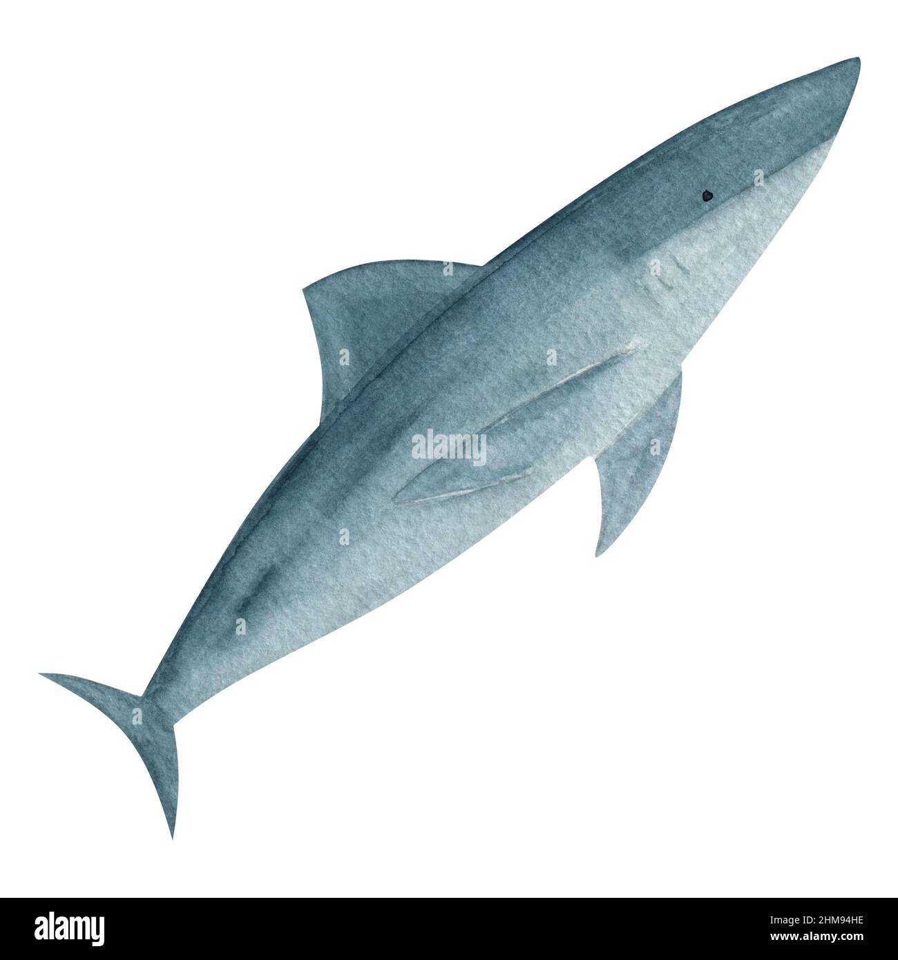 Requin aquarelle sur fond blanc, illustration de la faune, animal de la vie marine, créature océanique isolée, requin tiré à la main, Image d'animal marin, Banque D'Images