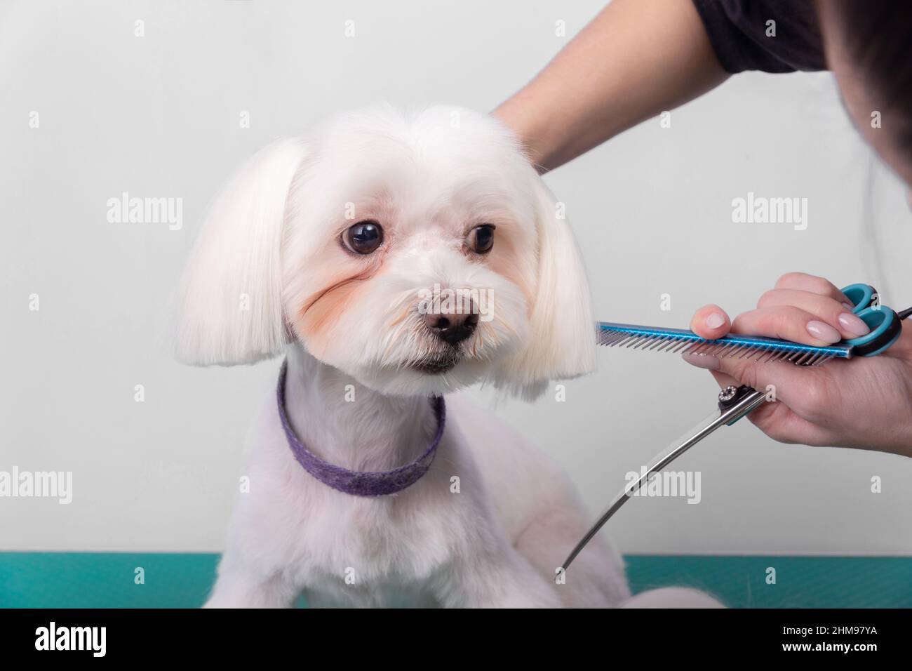 Le groomer professionnel prend soin du lapdog maltais dans le salon de beauté des animaux. Un professionnel de soins de beauté coupe les cheveux sur les oreilles de chien blanc décoratif en gros plan Banque D'Images