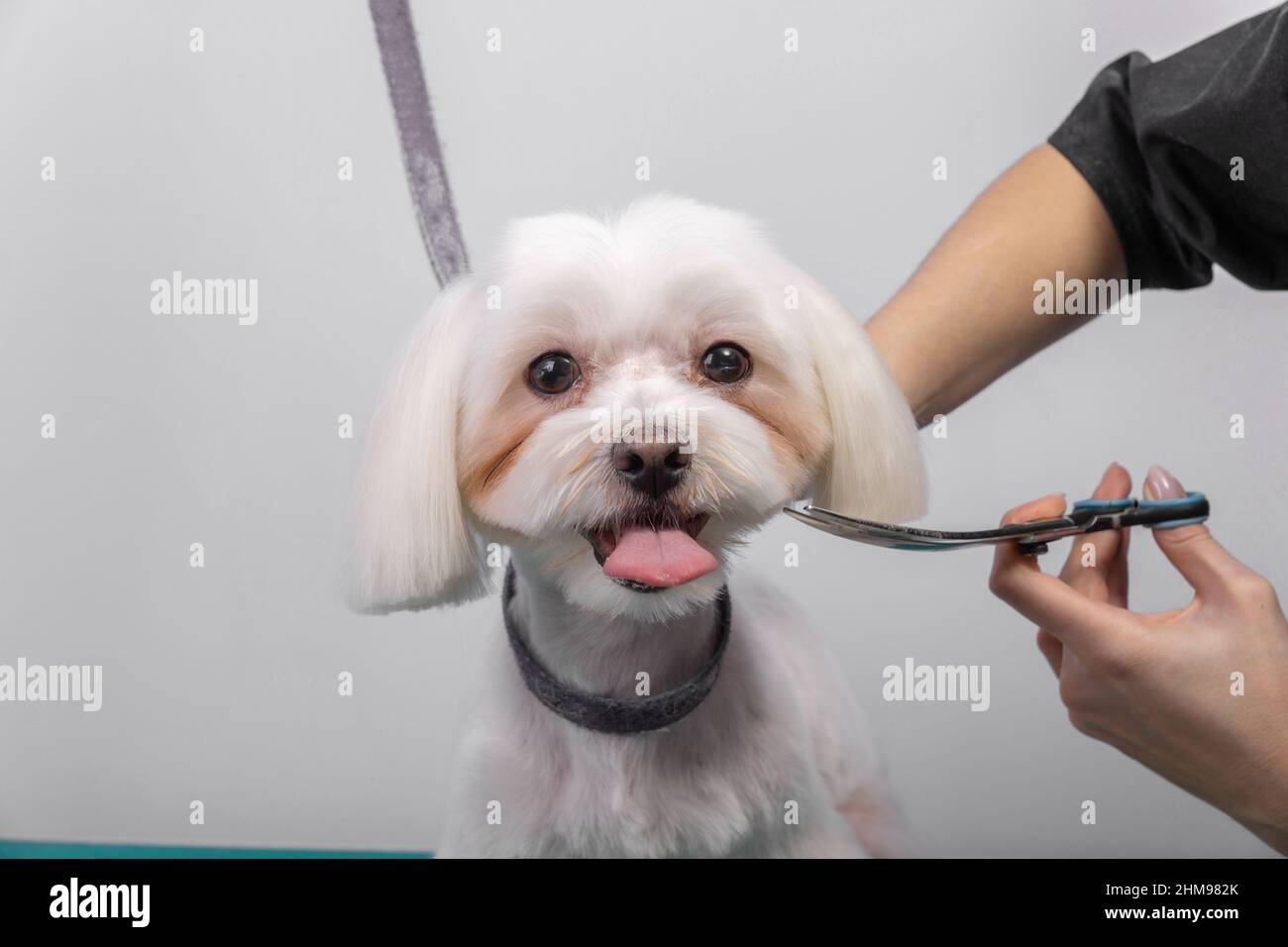 Le groomer professionnel prend soin du lapdog maltais dans le salon de beauté des animaux. Un professionnel de soins de beauté coupe les cheveux sur les oreilles de chien blanc décoratif en gros plan Banque D'Images