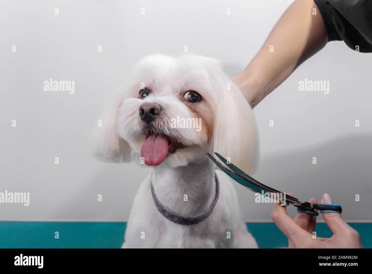 Le groomer professionnel prend soin du lapdog maltais dans le salon de beauté des animaux. Un professionnel de soins de beauté coupe les cheveux sur les oreilles de chien blanc décoratif en gros plan Banque D'Images