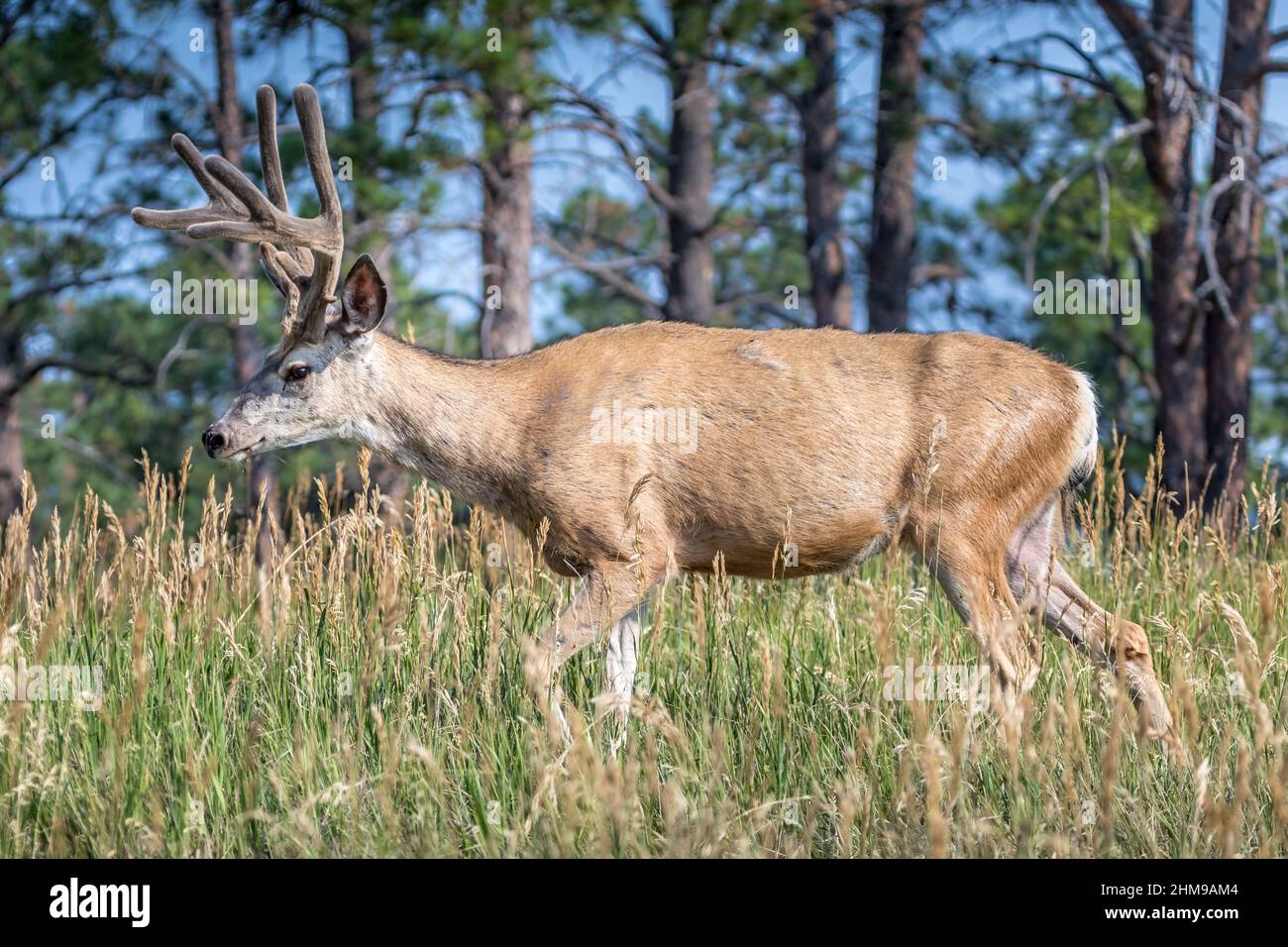 Portrait d'un cerf de queue blanc dans la nature Banque D'Images