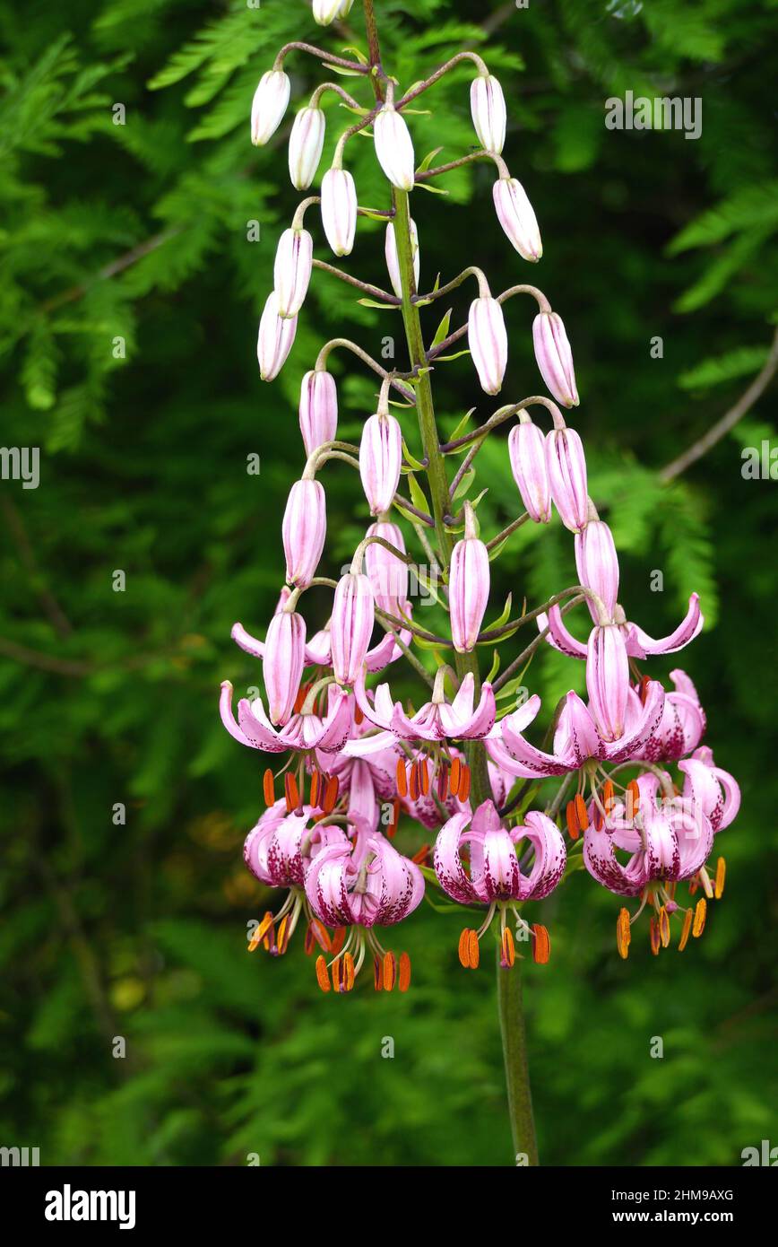 Rose/Violet Tuck's-Cap Lily 'Lilium Martigon' fleurs cultivées dans les frontières à RHS Garden Harlow Carr, Harrogate, Yorkshire, Royaume-Uni. Banque D'Images