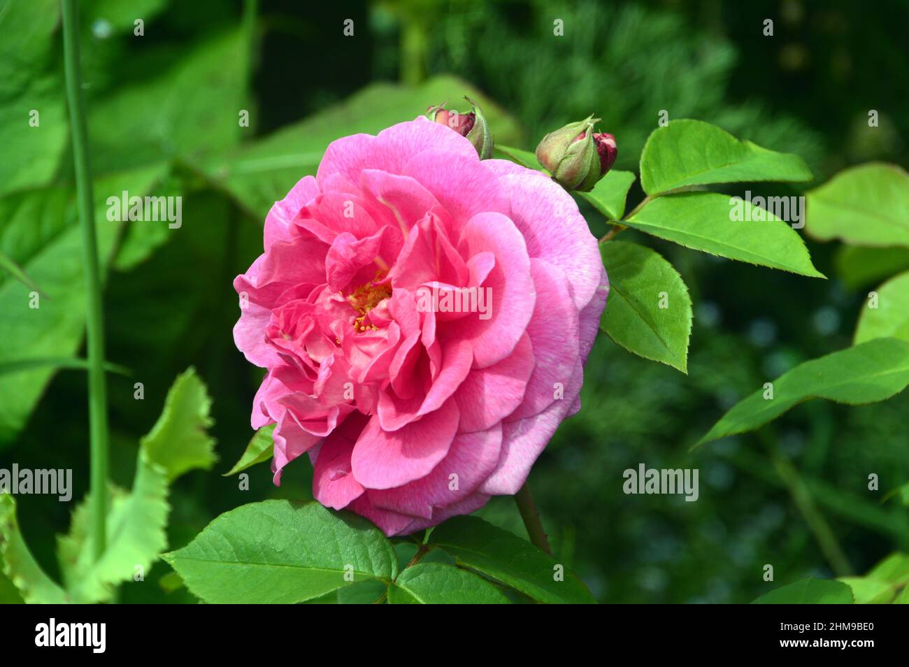 Rose vif David Austin Rose 'Rosa Gertrude Jekyll' (rose arbuste anglaise) cultivé aux frontières de RHS Garden Harlow Carr, Harrogate, Yorkshire, Royaume-Uni. Banque D'Images