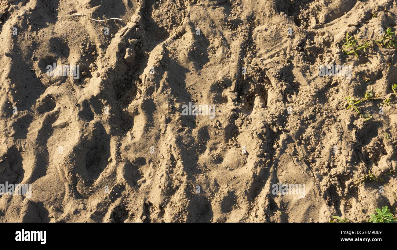 Bandes de sable fin sur la côte. Fond naturel du sable de la mer Banque D'Images