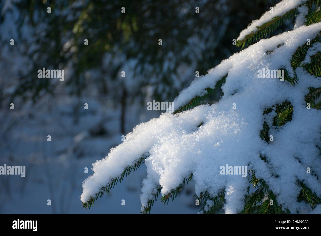 Des branches d'épinette verte enneigées dans la forêt le jour d'hiver ensoleillé à Noël. Arrière-plan flou. Banque D'Images