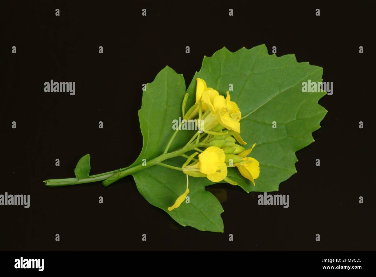 Schwarze Senf, Brassica nigra, Senf-Kohl[, Pflanzenart aus der Gattung Brassica in der Familie der Kreuzblütengewächse, kultiviert und als Heil- Banque D'Images