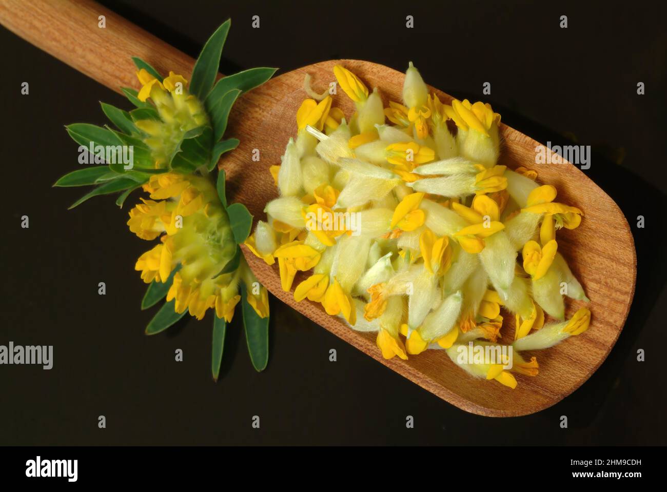 Heilpflanze Apothekerklee, Echter Wundklee, Gelber Klee, Hasenklee, Wundkraut, Anthyllis vulneraria, plante médicinale Kineyvetch, Etch de rein, Banque D'Images