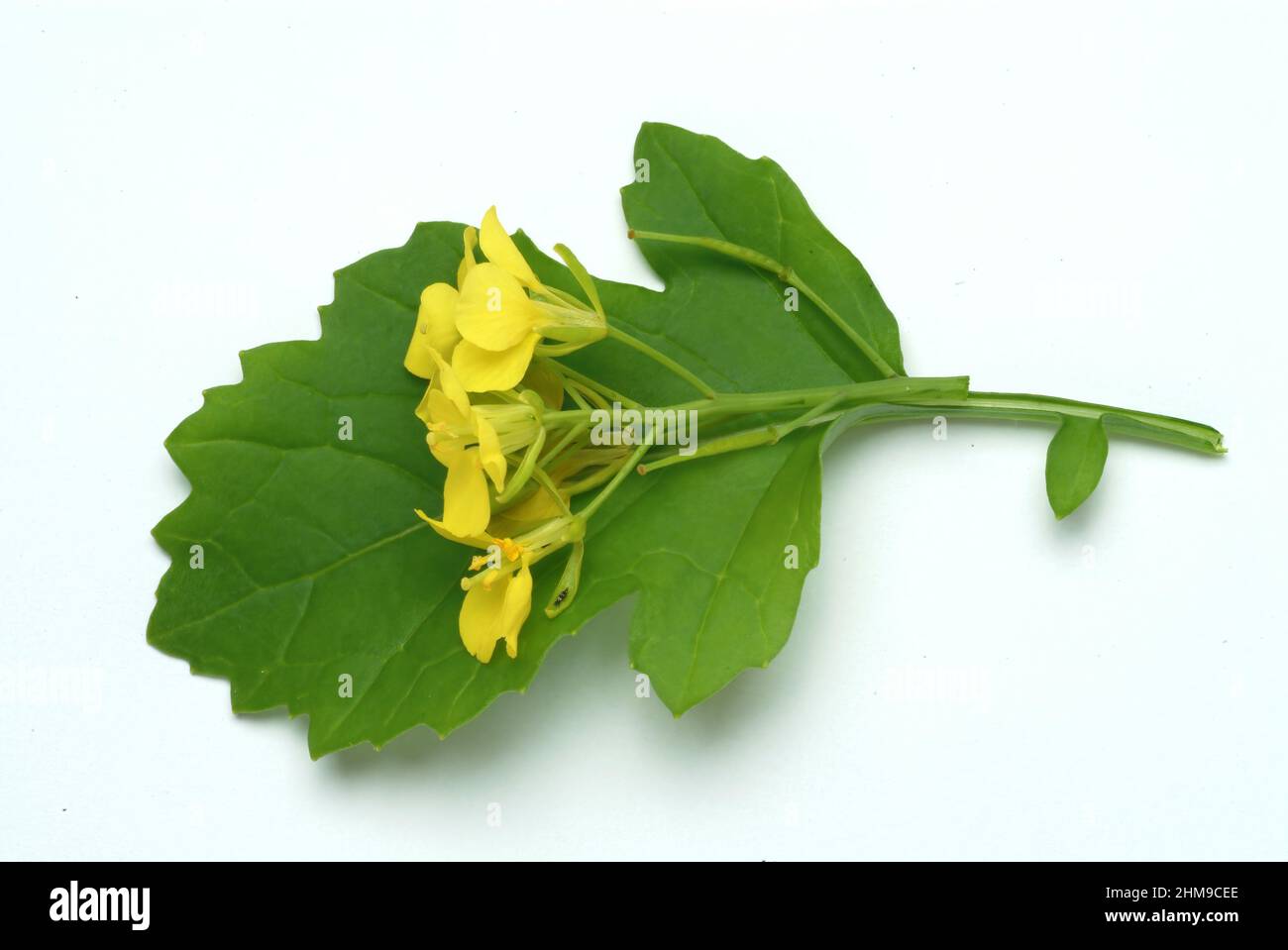 Schwarze Senf, Brassica nigra, Senf-Kohl[, Pflanzenart aus der Gattung Brassica in der Familie der Kreuzblütengewächse, kultiviert und als Heil- Banque D'Images