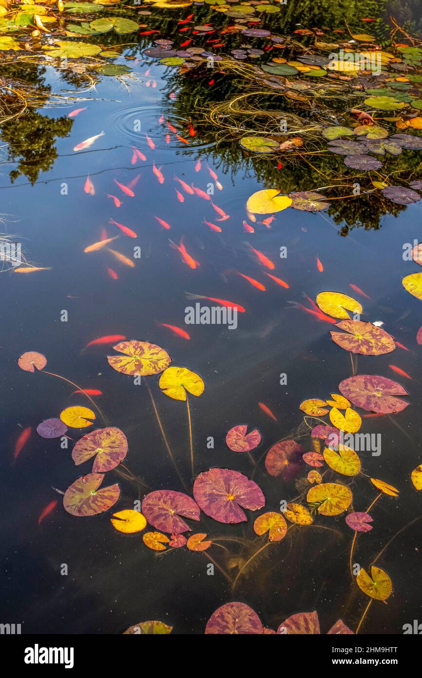 Étang à poissons avec poissons rouges et coussins de nénuphars Banque D'Images